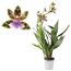 Zygopetalum Orchidee im Topf