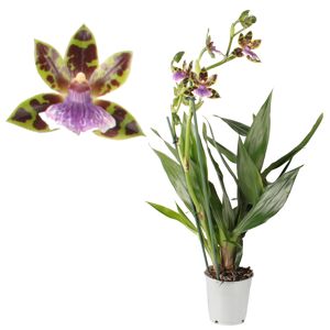 Zygopetalum-Orchidee 2 Rispen lila/weiß, 12 cm Topf