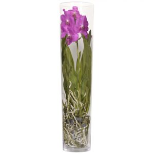 Vanda-Orchidee 'Michelle' 1 Rispe pink, 17 cm Glaszylinder