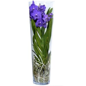 Vanda-Orchidee 'Lisanne' 1 Rispe blau, 24 cm Glaszylinder
