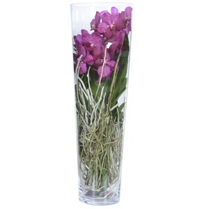 Vanda-Orchidee 'Lisanne' 1 Rispe pink, 24 cm Glaszylinder