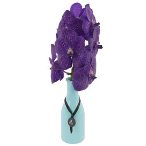 Vanda-Orchidee lila 1 Rispe im blauen Glasflakon