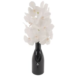 Vanda-Orchidee weiß 1 Rispe im schwarzen Glasflakon