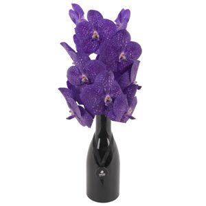 Vanda-Orchidee lila 1 Rispe im schwarzen Glasflakon