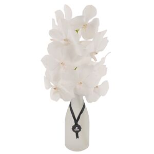 Vanda-Orchidee weiß 1 Rispe im weißen Glasflakon