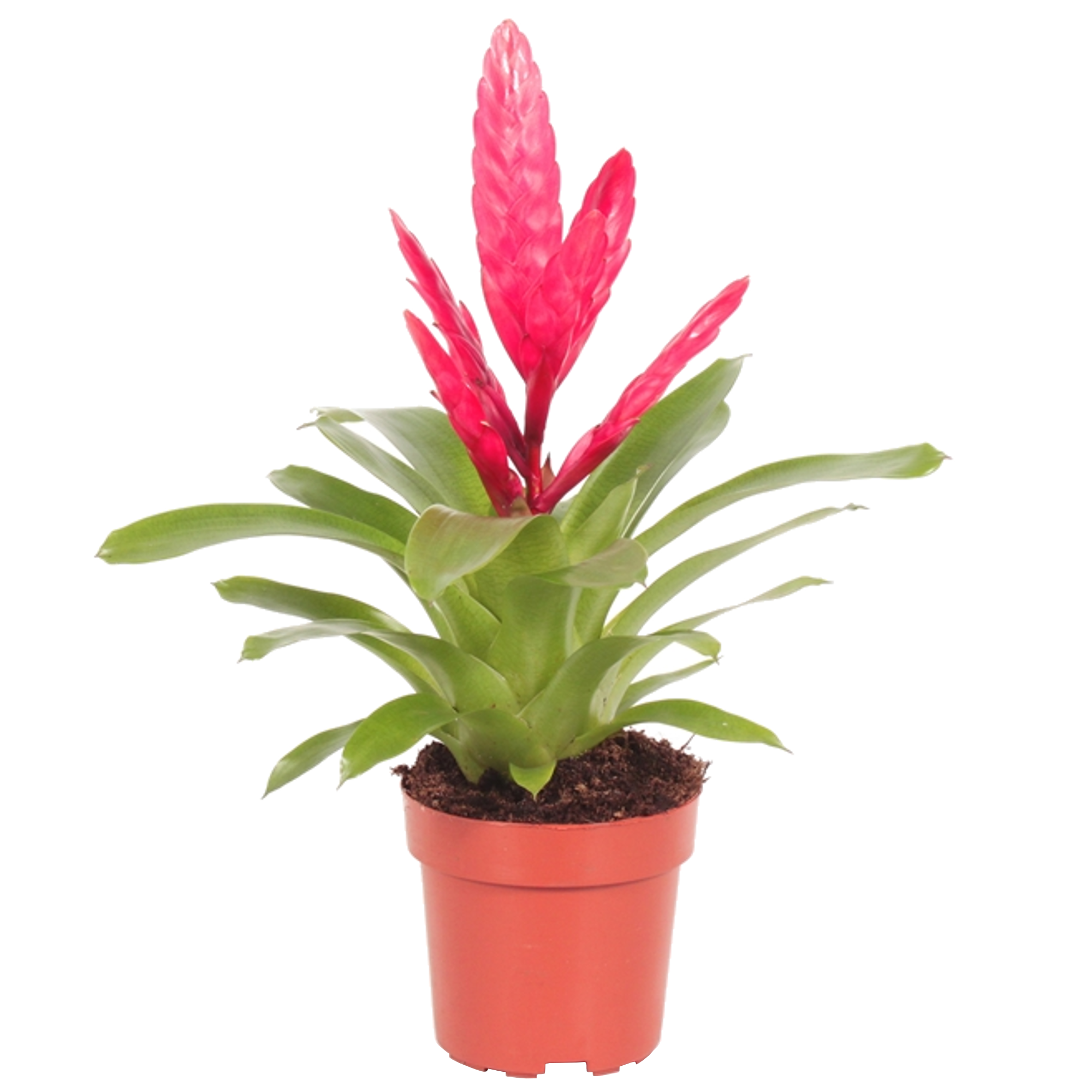 Flammendes Schwert 'Intenso' pink 12 cm Topf + product picture