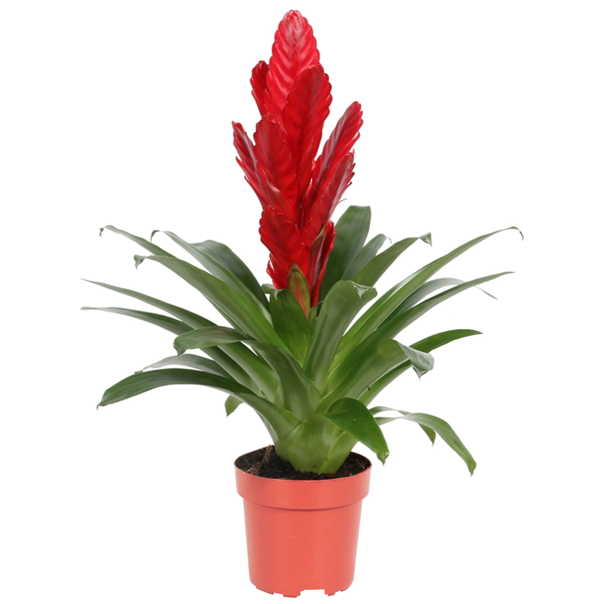 Rote Vriesea Intenso Bromelie im Topf