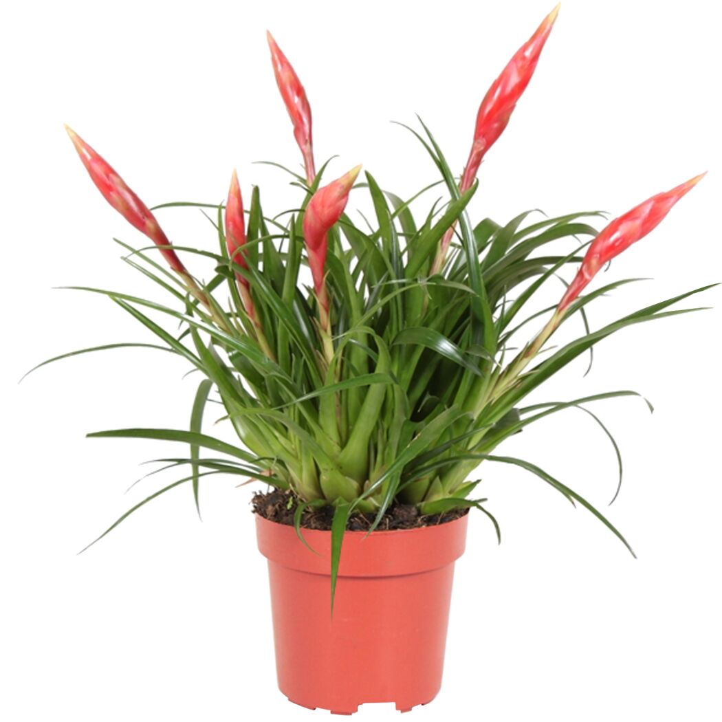 Vriesea Astrid Bromelie in einem Topf