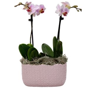 Schmetterlingsorchidee 2 Rispen rosa, 9 cm Keramikschale