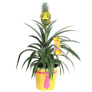 Ananas 'Mr Pineapple' 12 cm Topf