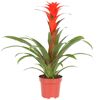 Guzmania Calypso im Topf