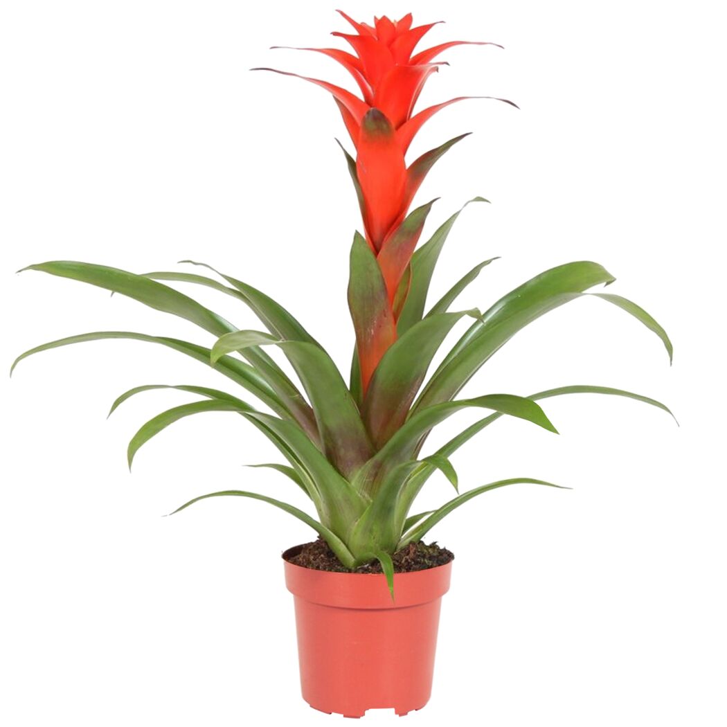 Guzmania Calypso im Topf