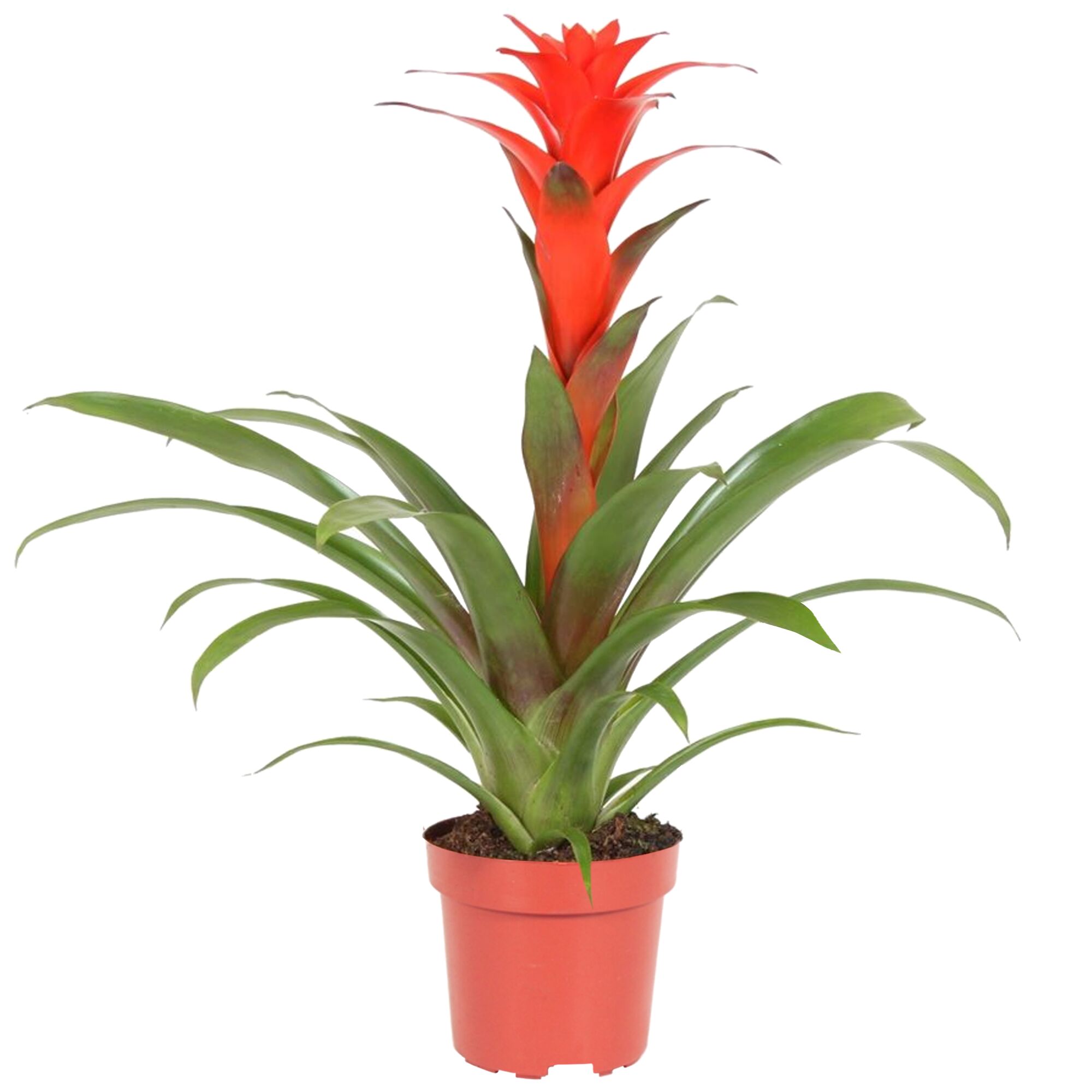 Guzmania Calypso im Topf