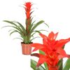 Guzmania Calypso Red Bromelie in einem Topf