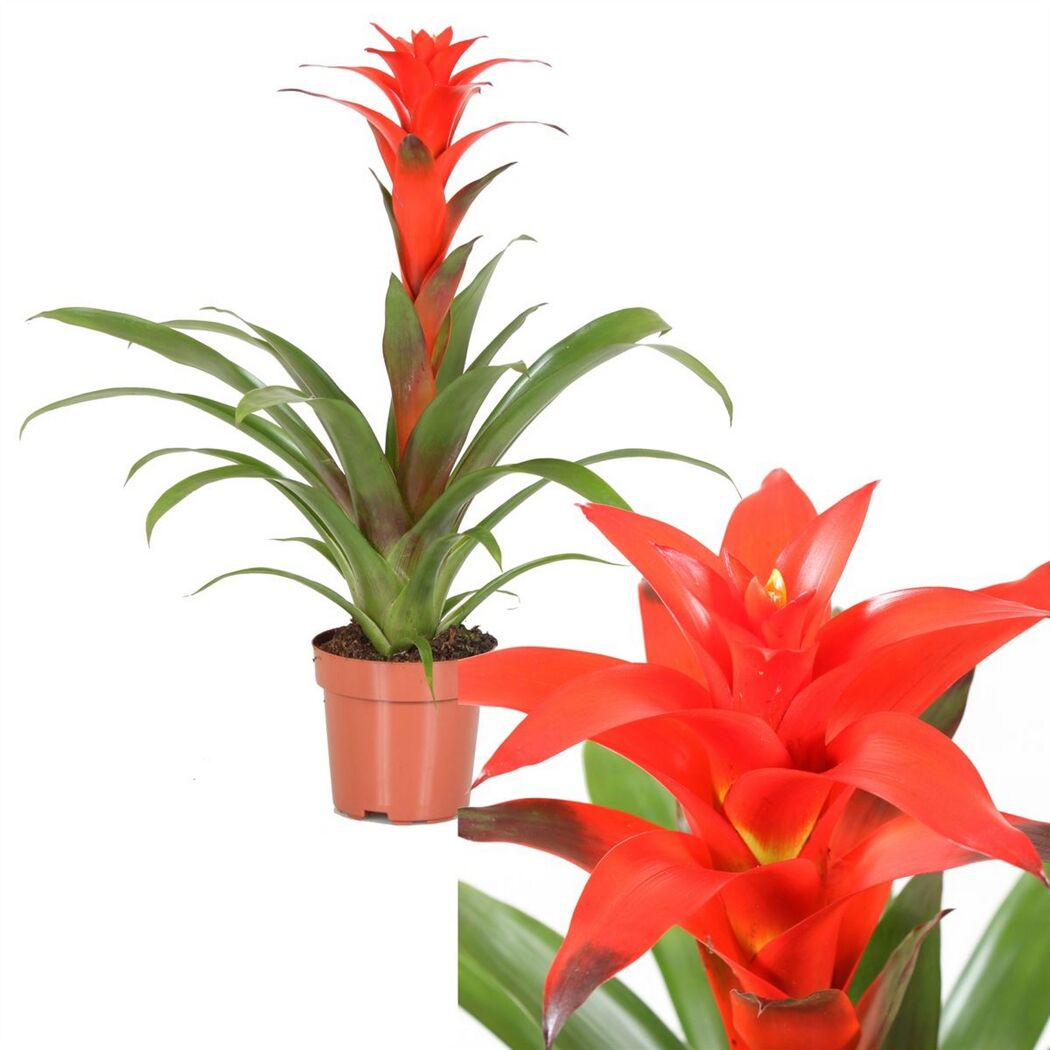 Guzmania Calypso Red Bromelie in einem Topf