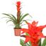 Guzmania Calypso Red Bromelie in einem Topf