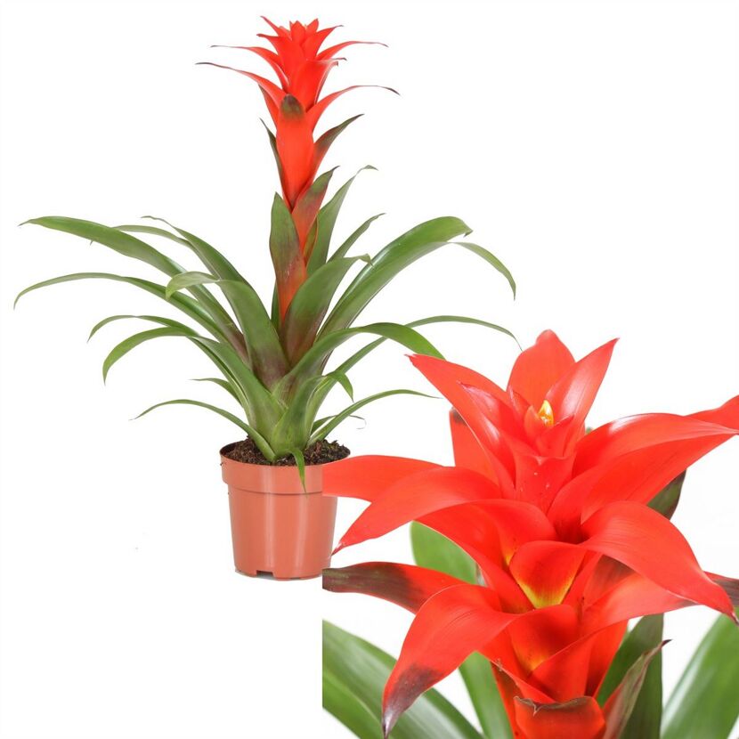 Guzmania Calypso Red Bromelie in einem Topf
