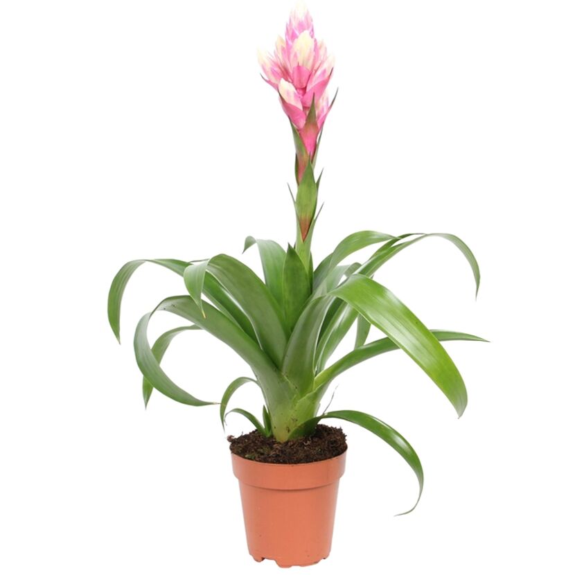 Rosa Guzmanie in einem Topf