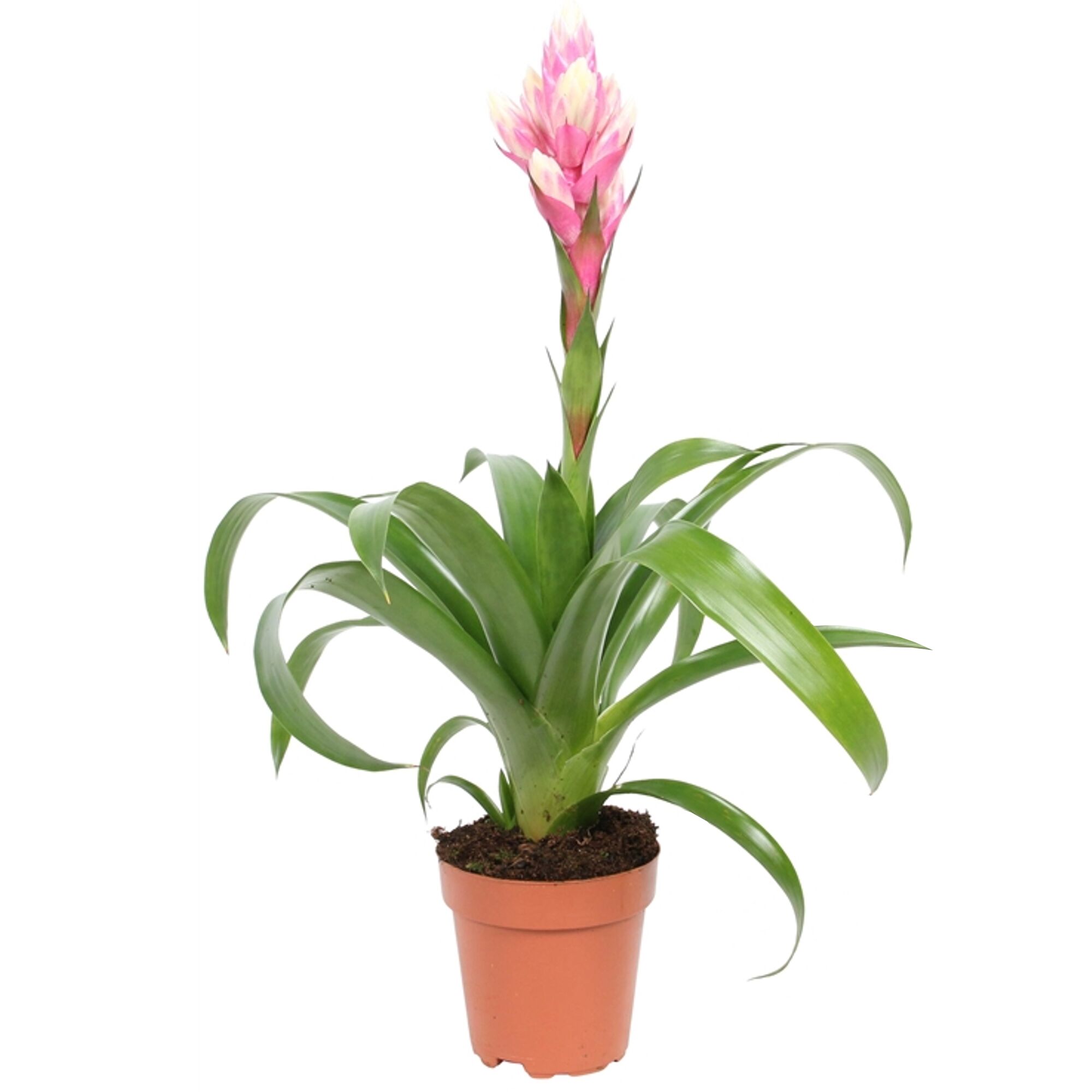 Rosa Guzmanie in einem Topf