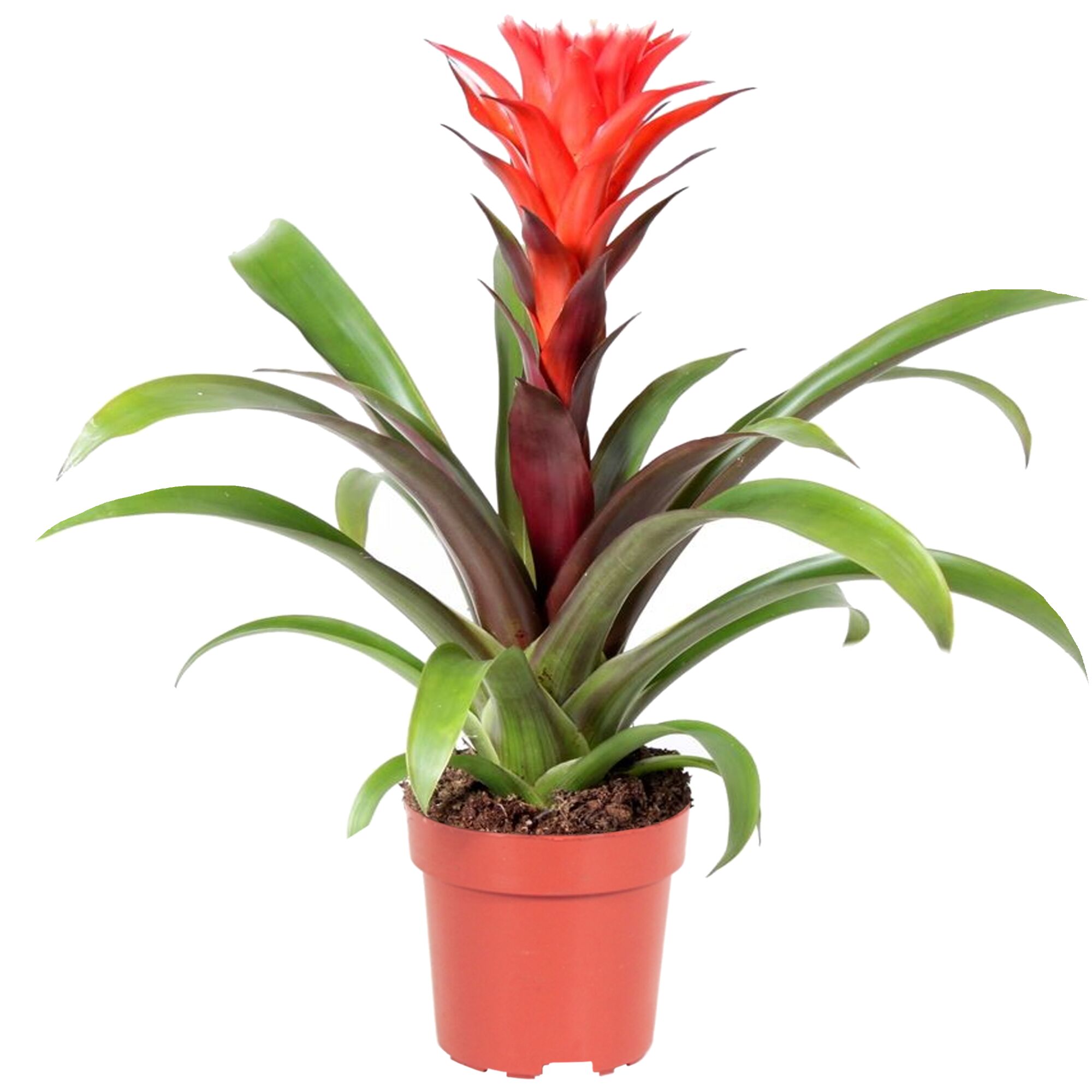 Guzmania Hope in einem Topf