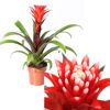 Guzmania Hope Bromelie in einem Topf