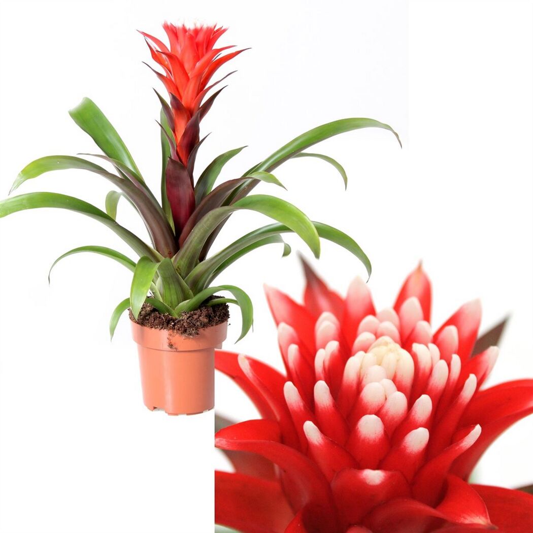 Guzmania Hope Bromelie in einem Topf
