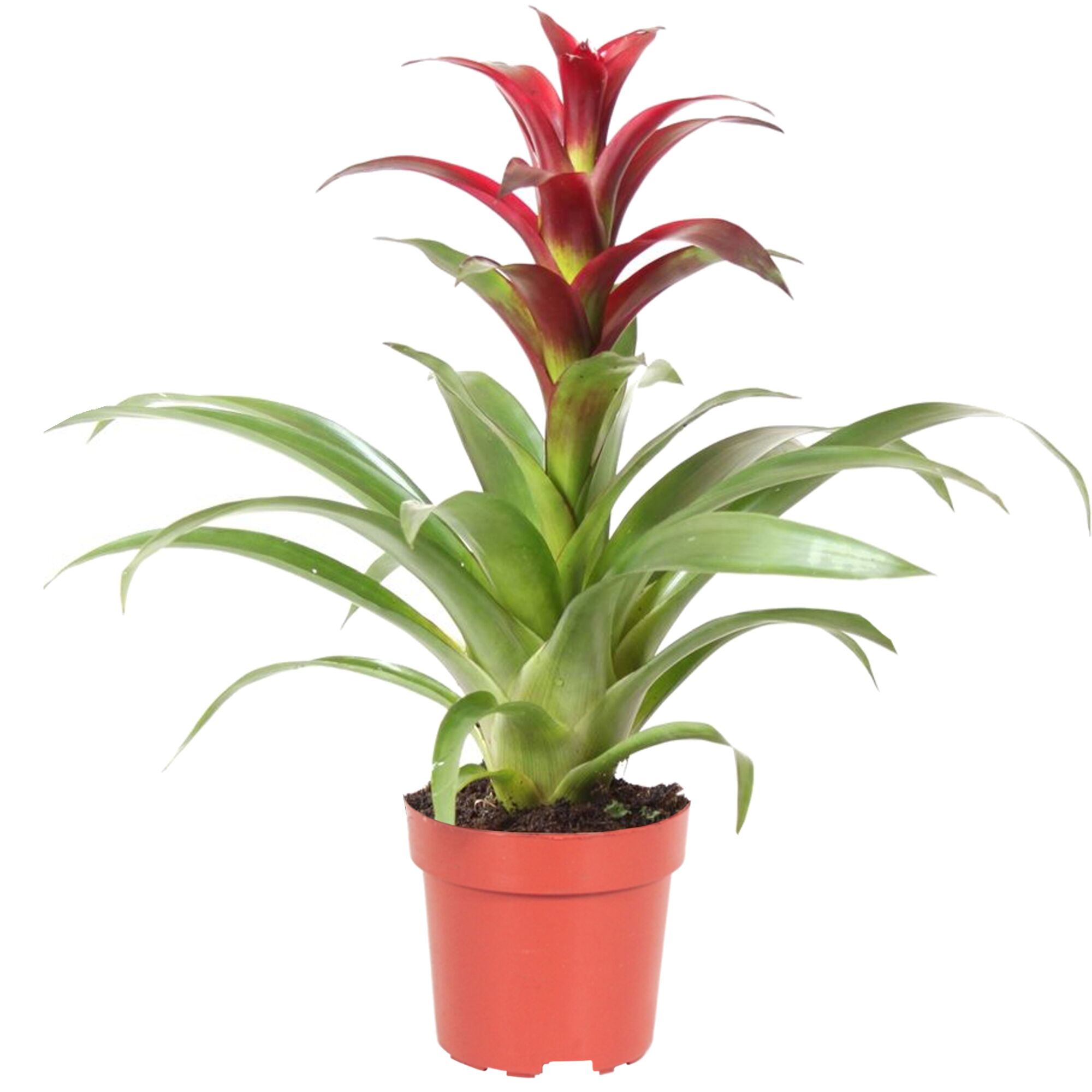 Guzmania Indian Night Bromelie in einem Topf