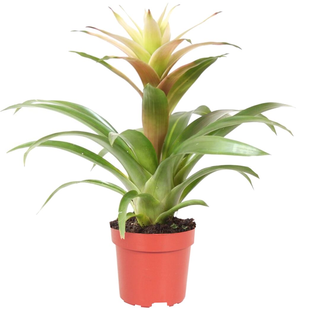 Guzmania Bromelie in einem Topf