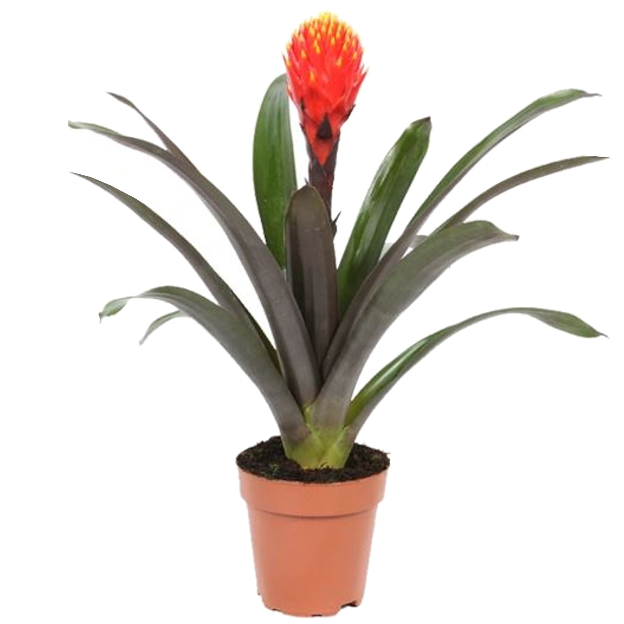 Guzmania Tala Bromelie im Topf