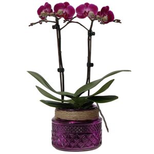 Schmetterlingsorchidee 2 Rispen violett, 9 cm Dekotopf