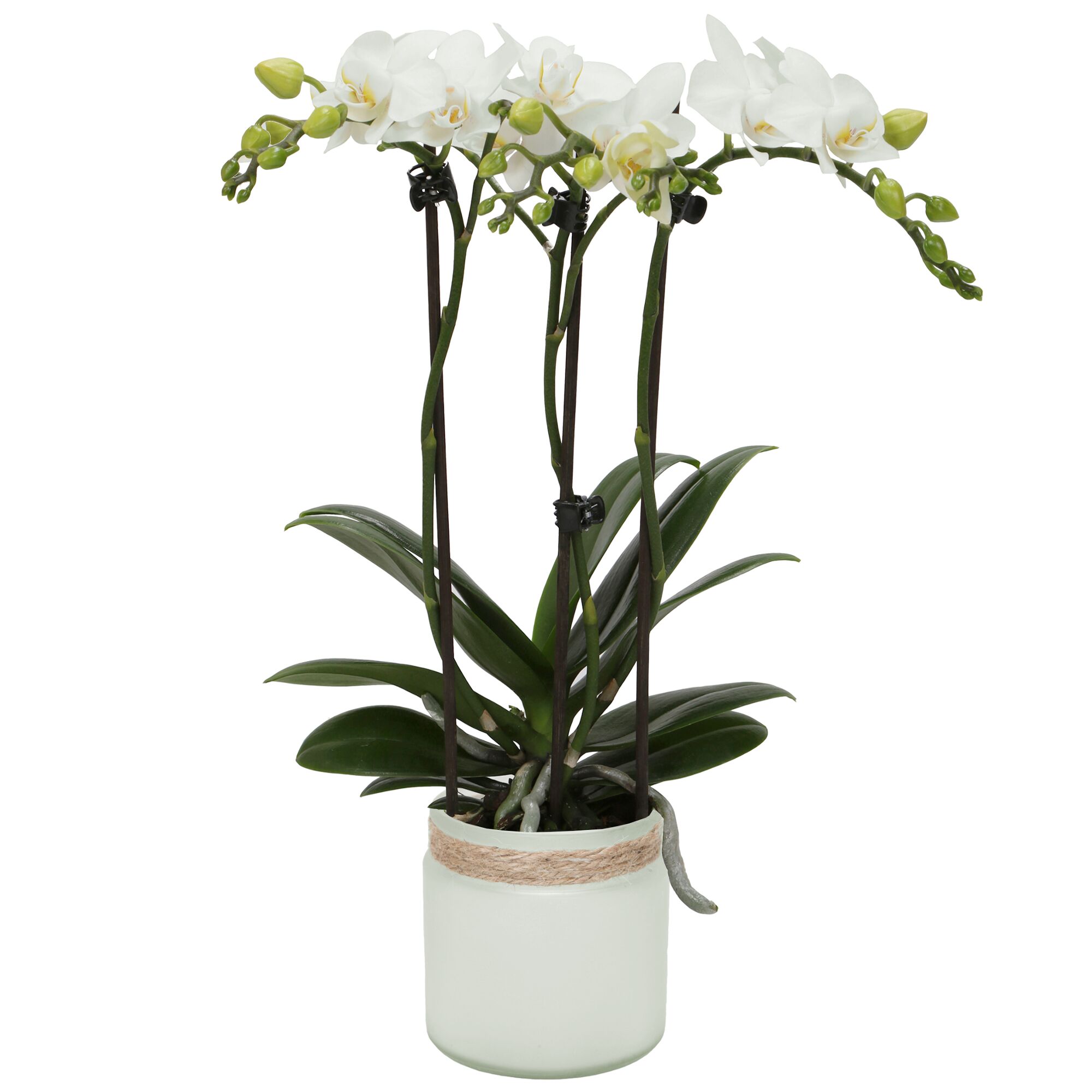 Weiße Orchidee in hellgrünem Topf