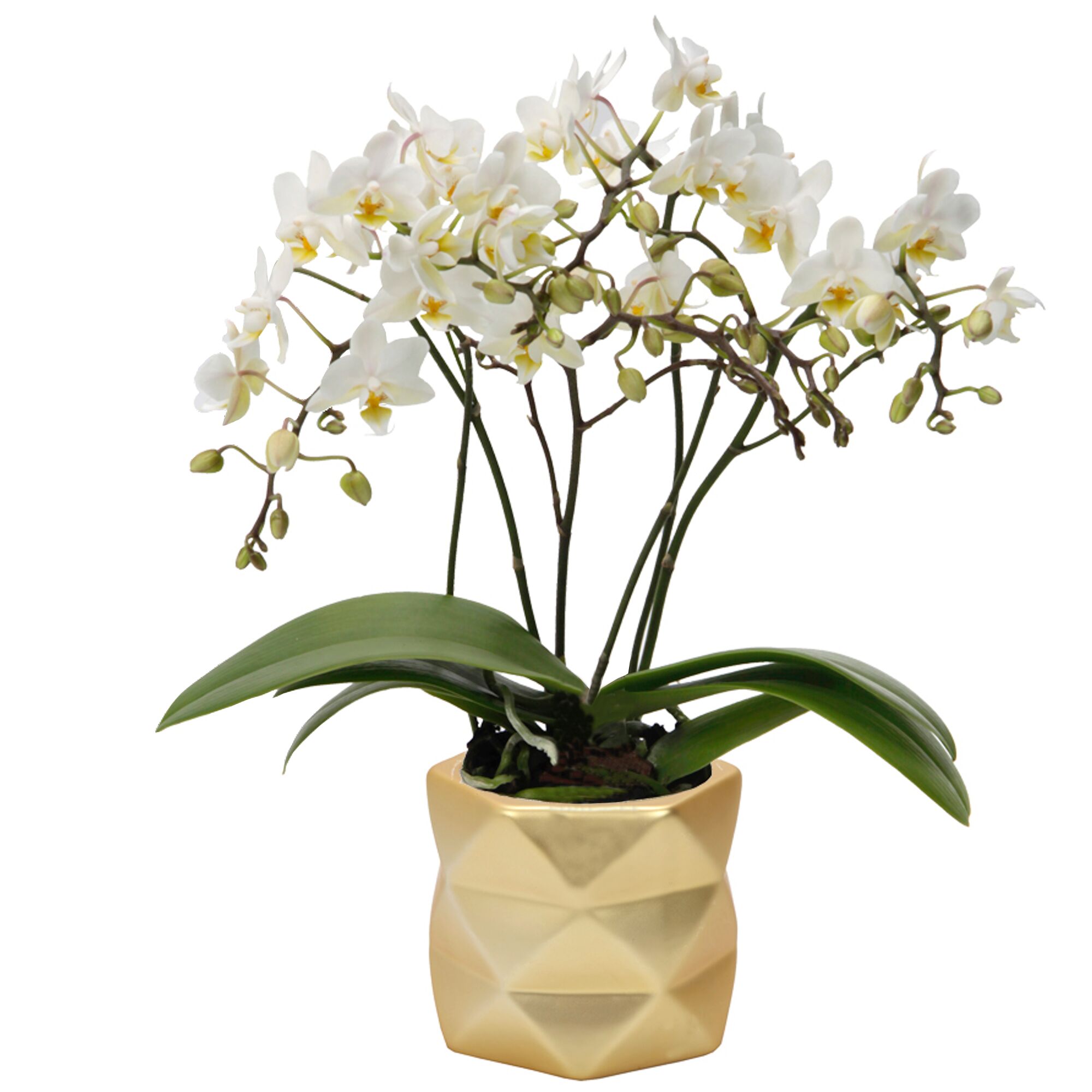 Weiße Orchidee im goldenen Übertopf