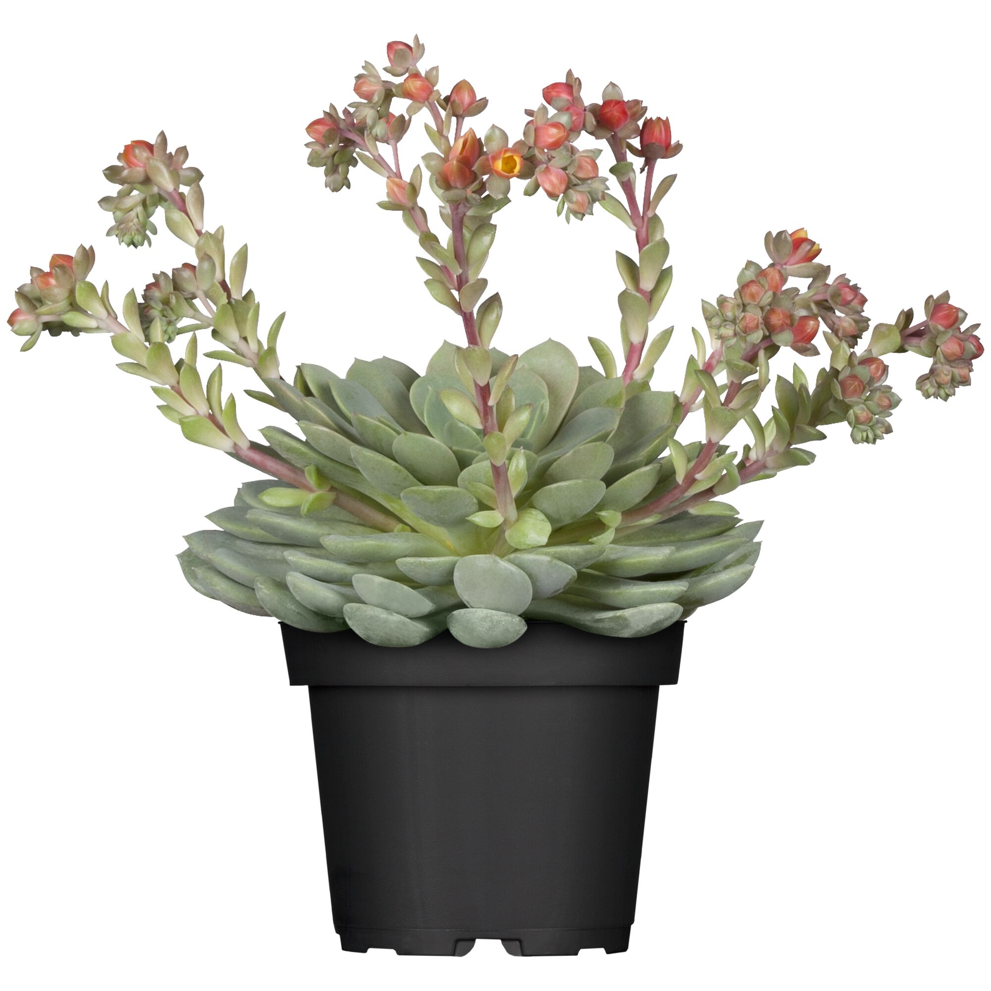 Blühende Echeverie in schwarzem Topf