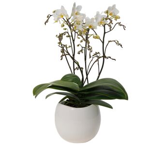 Schmetterlingsorchidee 4 Rispen weiß, 9 cm Keramiktopf