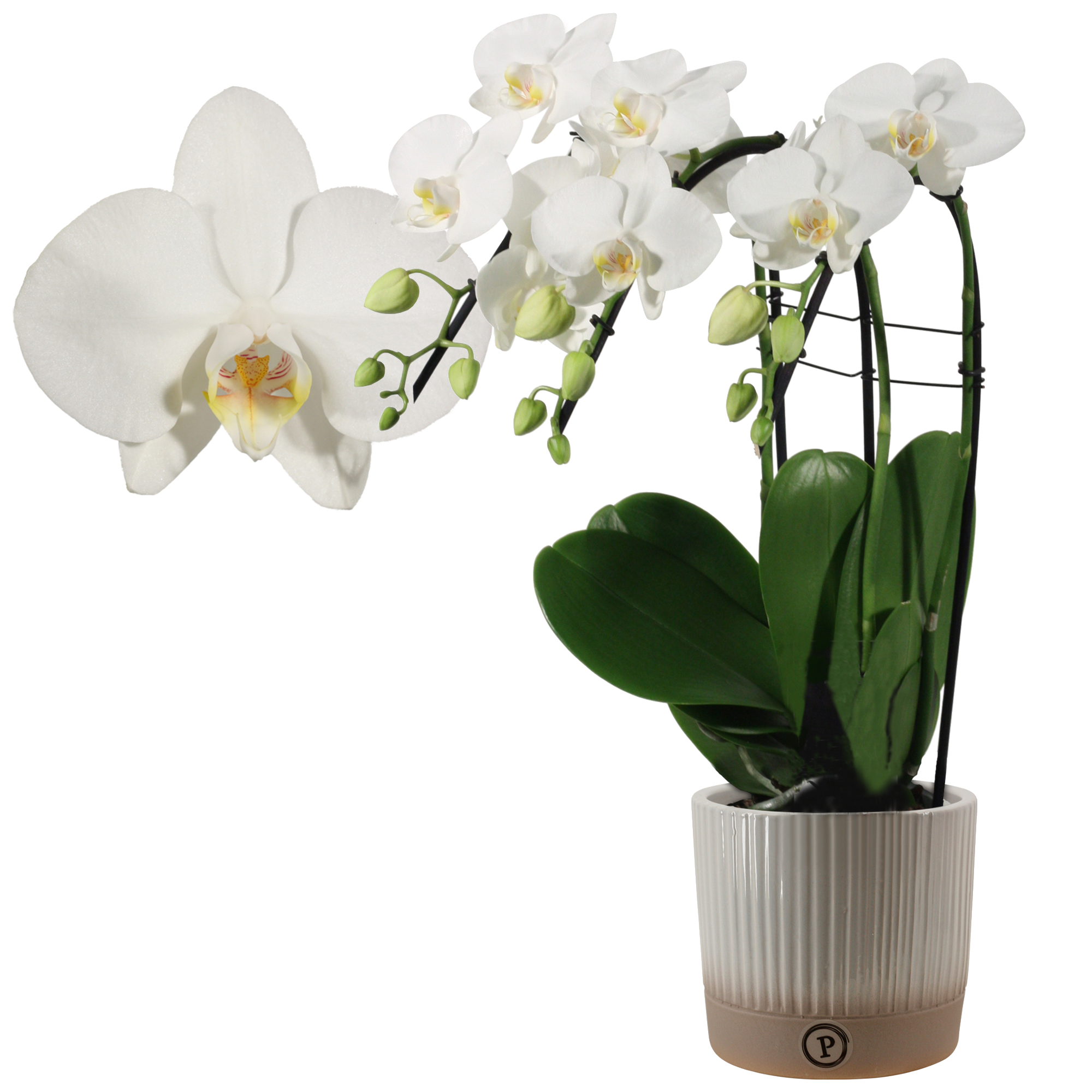 Schmetterlingsorchidee 'Cascade' 3 Rispen weiß, 12 cm Keramiktopf + product picture