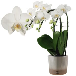 Schmetterlingsorchidee 'Cascade' 3 Rispen weiß, 12 cm Keramiktopf