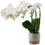Verkleinertes Bild von Schmetterlingsorchidee 'Cascade' 3 Rispen weiß, 12 cm Keramiktopf
