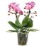 Phalaenopsis-Orchidee mit rosa Blüten
