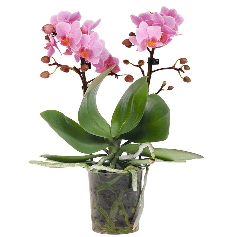 Phalaenopsis-Orchidee mit rosa Blüten