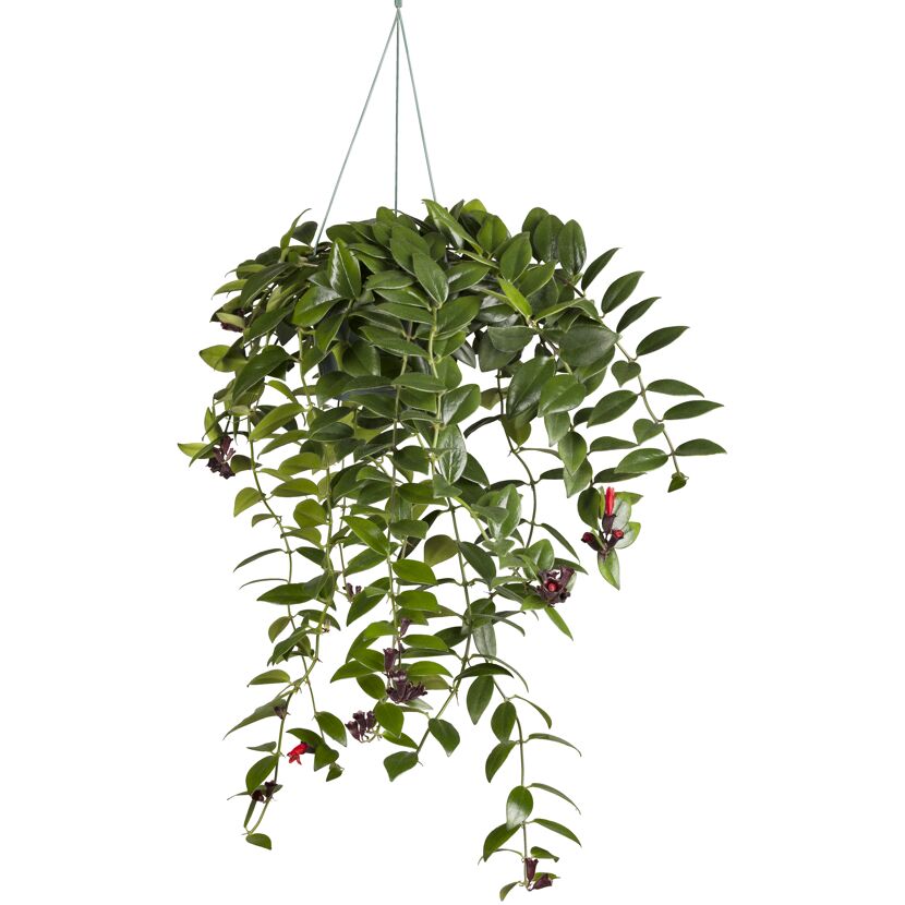 Hängende Aeschynanthus-Pflanze mit roten Blüten.