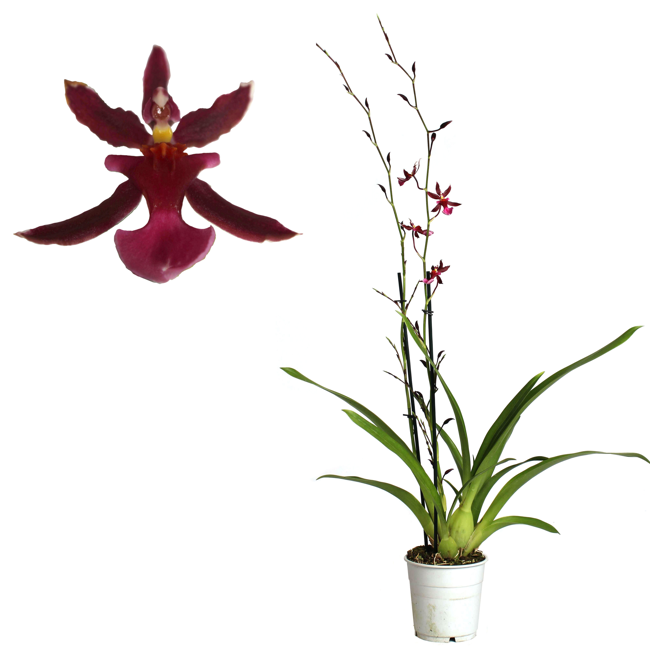 Bild von Tigerorchidee 'Mieke von Holm' 2 Rispen rot, 12 cm Topf