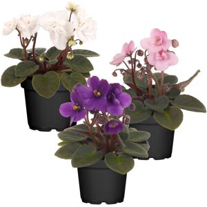 Usambaraveilchen sortiert 7 cm Topf, 3er-Set