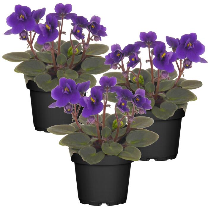 Toom Usambaraveilchen Blau 7 Cm Topf 3er Set
