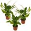 Einblatt Mix 7 cm Topf, 3er-Set