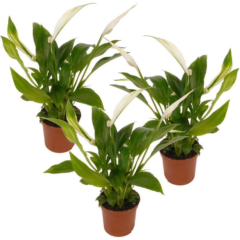 Einblatt Mix 7 cm Topf, 3er-Set