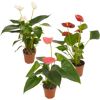 Flamingoblume 'Sierra' Farbmix 7 cm Topf, 3er-Set