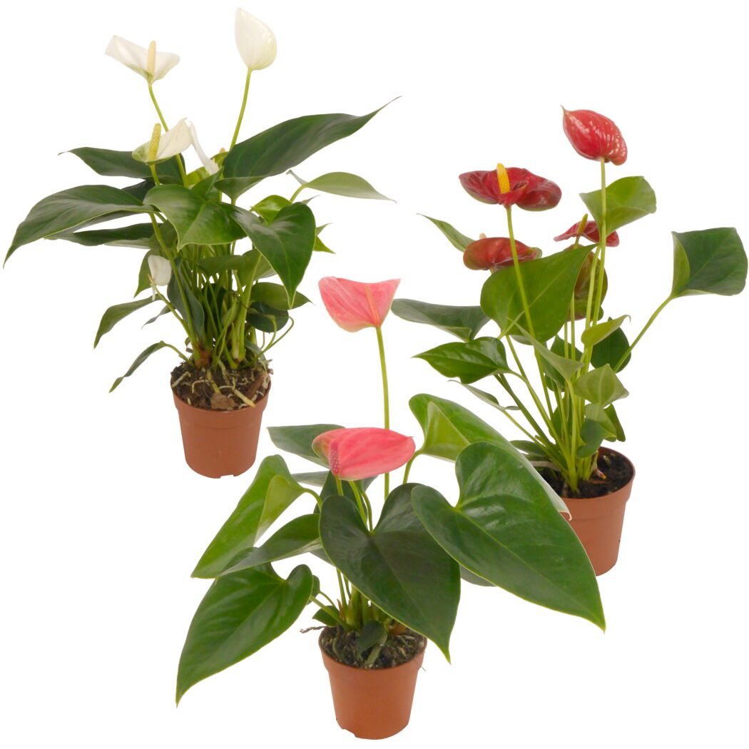 Flamingoblume 'Sierra' Farbmix 7 cm Topf, 3er-Set