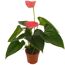 Flamingoblume 'Sierra' Farbmix 7 cm Topf, 3er-Set