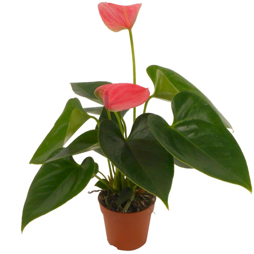 Flamingoblume 'Sierra' Farbmix 7 cm Topf, 3er-Set
