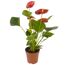 Flamingoblume 'Sierra' rot 7 cm Topf